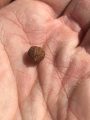 Arctostaphylos refugioensis