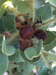 Arctostaphylos refugioensis