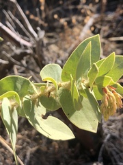 Arctostaphylos refugioensis