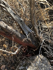 Arctostaphylos refugioensis