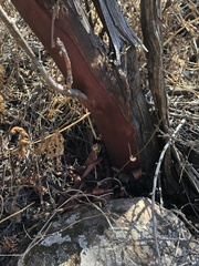 Arctostaphylos refugioensis