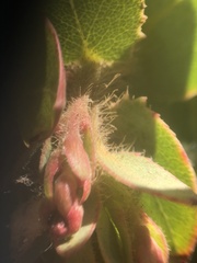 Arctostaphylos refugioensis