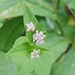 Persicaria nepalensis - Photo (c) Subhajit Roy,  זכויות יוצרים חלקיות (CC BY-NC-ND), הועלה על ידי Subhajit Roy