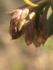 Arctostaphylos refugioensis