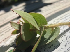 Arctostaphylos refugioensis