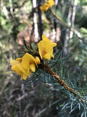 Pultenaea stipularis
