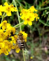 Stonemyia californica