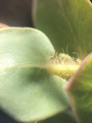 Arctostaphylos refugioensis