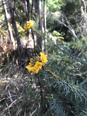Pultenaea stipularis