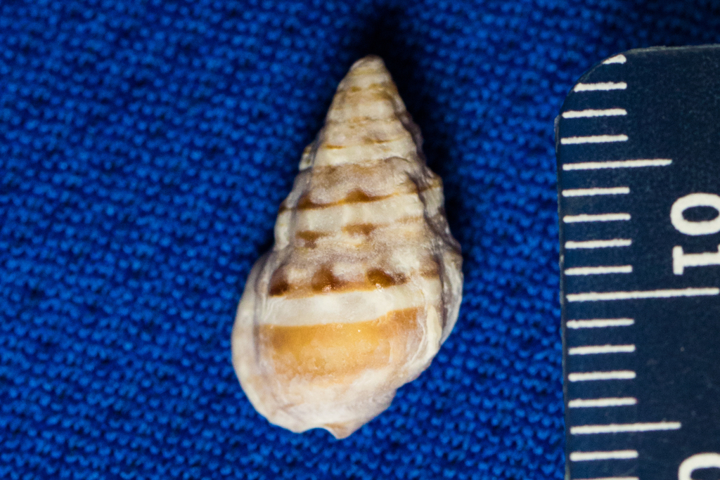 Western Mud Nassa (China Cove Organisms) · iNaturalist