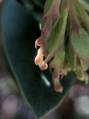 Arctostaphylos refugioensis