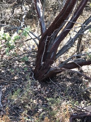 Arctostaphylos refugioensis