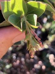 Arctostaphylos refugioensis