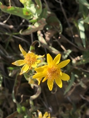 Arnica longifolia