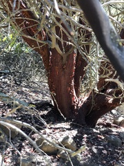 Arctostaphylos refugioensis