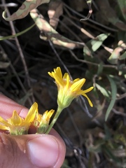 Arnica longifolia