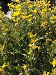 Arnica longifolia