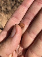 Arctostaphylos refugioensis