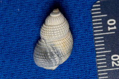 Nassarius perpinguis