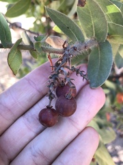 Arctostaphylos refugioensis