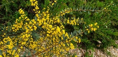 Acacia brachybotrya
