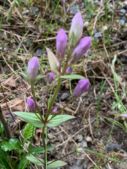 Gentianella propinqua propinqua