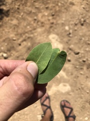 Arctostaphylos refugioensis