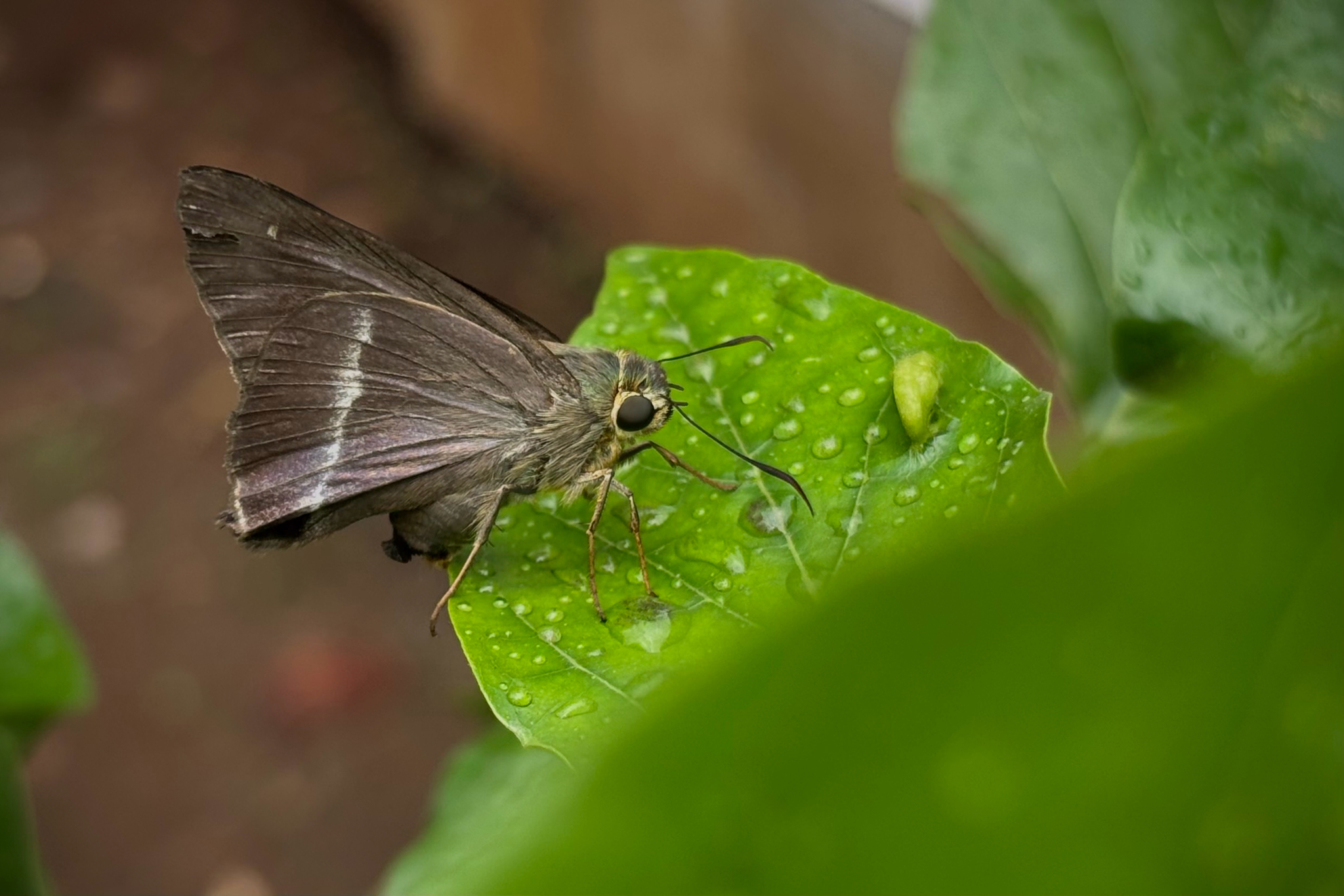 Common Banded Awl