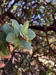 Arctostaphylos refugioensis
