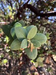 Arctostaphylos refugioensis