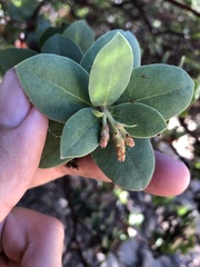 Arctostaphylos refugioensis