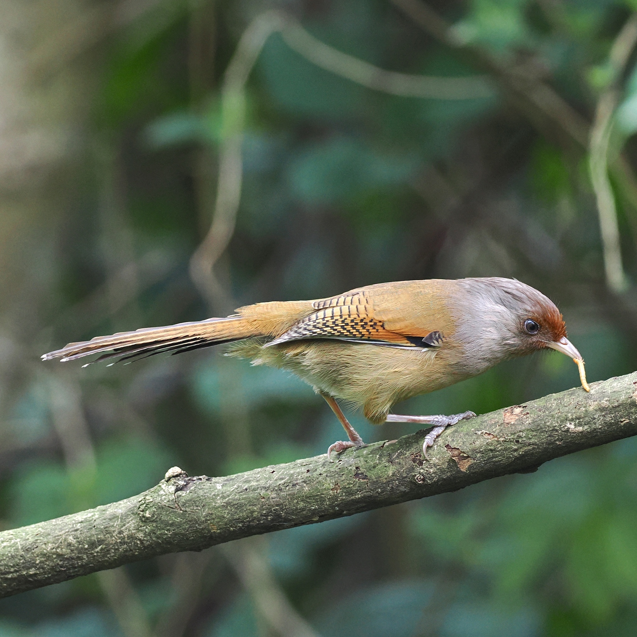 Rusty-fronted Barwing