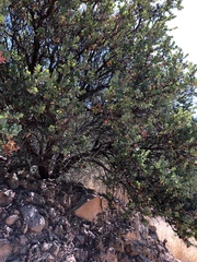 Arctostaphylos refugioensis