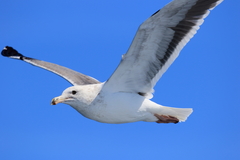 Larus occidentalis