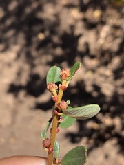 Ceanothus megacarpus megacarpus