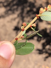 Ceanothus megacarpus megacarpus