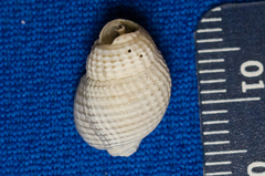 Nassarius perpinguis