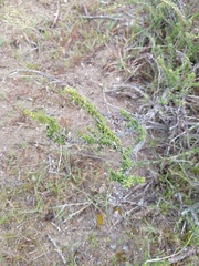 Acantholippia seriphioides