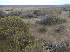 Chuquiraga avellanedae