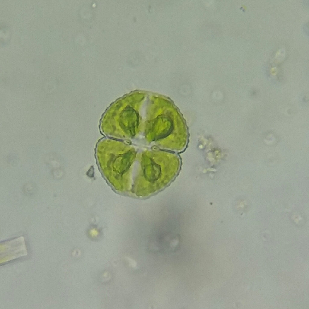 Cosmarium botrytis