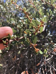 Ceanothus megacarpus megacarpus