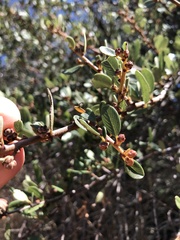 Ceanothus megacarpus megacarpus