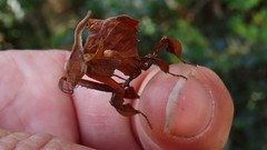 Phyllocrania