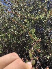 Ceanothus megacarpus megacarpus