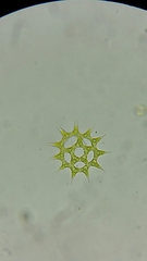 Hydrodictyaceae
