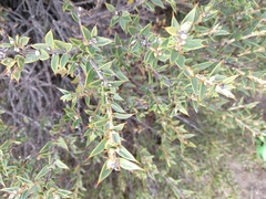 Chuquiraga avellanedae