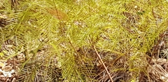 Grevillea dryandri
