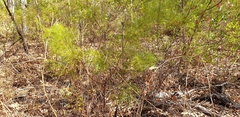 Grevillea dryandri
