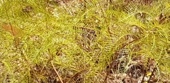 Grevillea dryandri