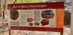 Grevillea dryandri